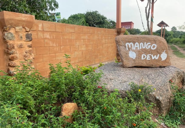 Mango Dew By SVV